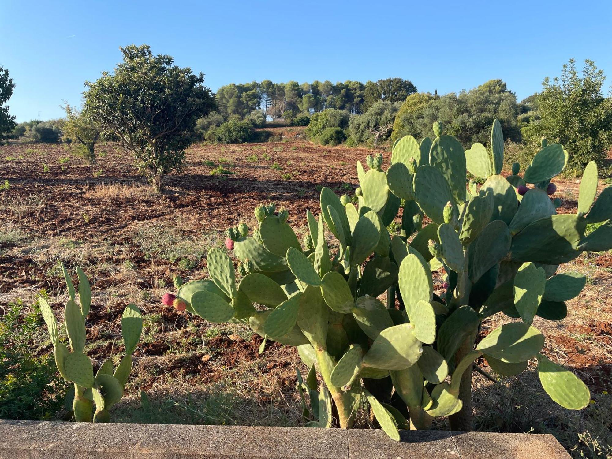 فيلا Trulli Del Sole مارتينا فرانكا المظهر الخارجي الصورة