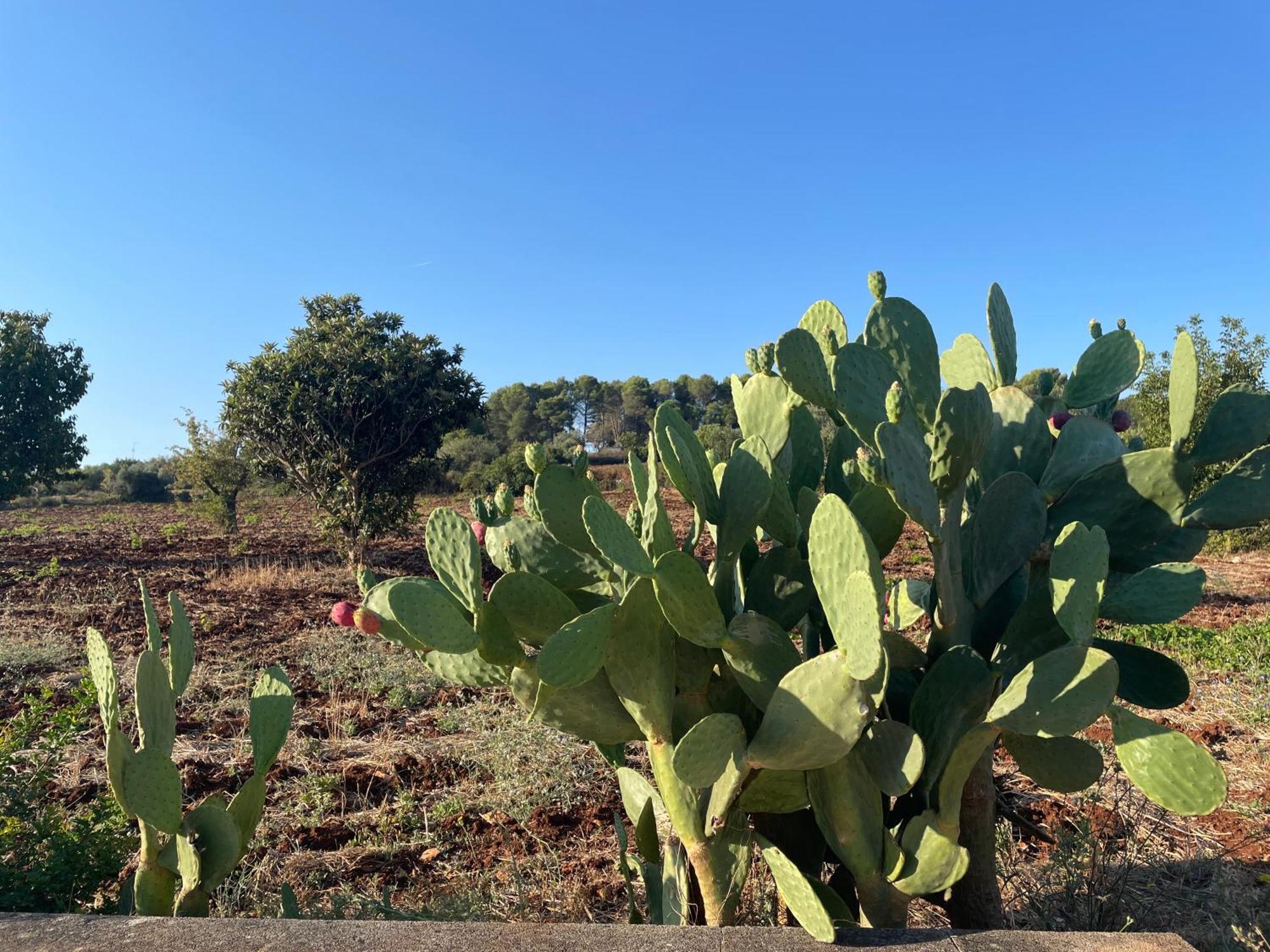 فيلا Trulli Del Sole مارتينا فرانكا المظهر الخارجي الصورة