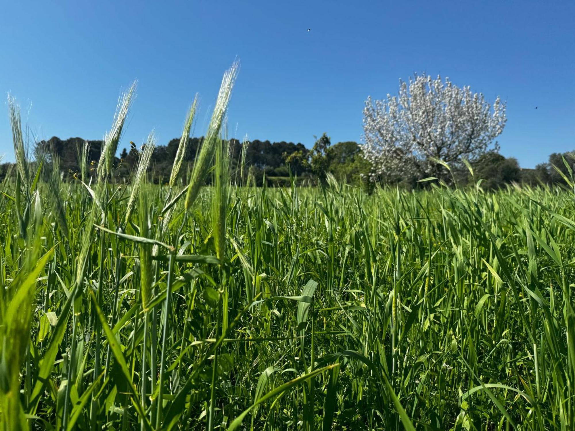 فيلا Trulli Del Sole مارتينا فرانكا المظهر الخارجي الصورة